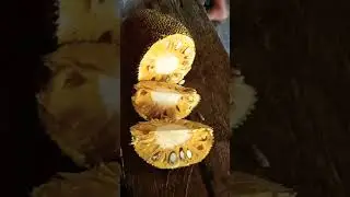 🌈SUPER SWEET JACKFRUIT MY FAVORITE 😋 #easy #shorts #asmr #yummy #satisfying #subscribe