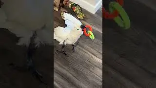 Chief carries his favorite toy around  #chiefthecockatoo #cockatoolove #cockatoo #parrot #lovemybird