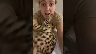 Serval Attack #cat #servals #kitten #shorts #servalshorts