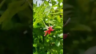 #flowers #combretumindicum #burmacreeper. #beauty #shorts #loveyourmindwell 🤗