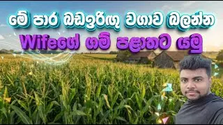 මේ කන්නයේ බඩඉරිඟු වගාව බලන්න යමු