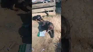 Chó có bảo hành ae ai chó chuyên lợn lh leej twg nyiam aub caum npua hu kuv 0344474945