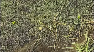 7-Day Bermuda Grass Seed Germination: Incredible Growth Unfolds