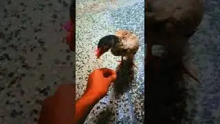 Nar hy ya madi comment  kro. sub shoken