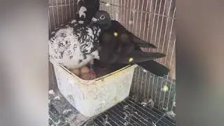 Rhode Island Red: RiR chicks hatched by pigeon