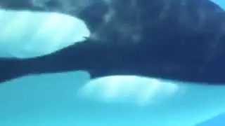 Killer Whales mating