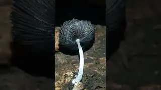Beautiful black under cap of Inkcap mushroom #fungi