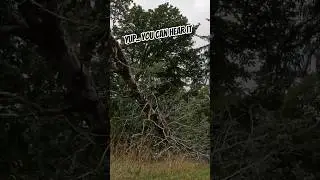 Nasty Hollow Alder #tree #trendingshorts