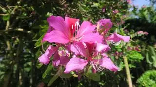 Vacation in Kaua'i, Day 3, Princeville Botanical Gardens & Chocolate Tour