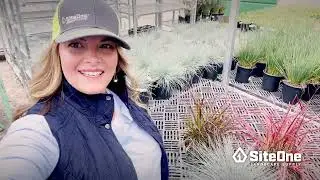 SiteOne Field Guide: Benefits of Ornamental Grass