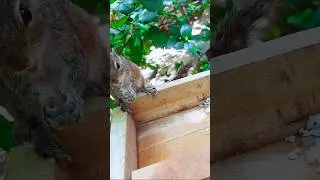 Squirrel eating rice 🤤 | ASMR | eating animals big hungry 🦨🌿❤  part 103