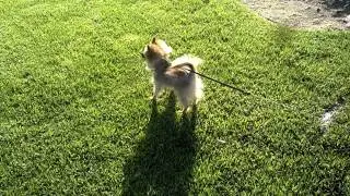 Niner first time outside on leash