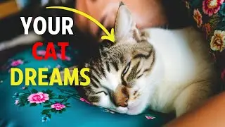 😱 What does your cat DREAM about Scientists revealed the SECRET of cat dreams