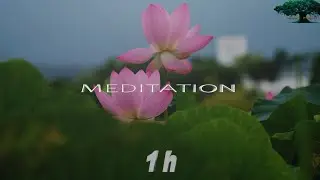 1 HOUR Lotus Flower Meditation Music 🌸 Deep Inner Peace & Healing Zen Ambient Flute Music 4K