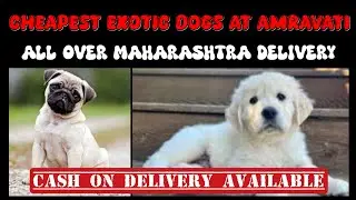 Dog Sale in Amravati, Maharashtra 🐾 Golden Retriever and Pug Puppies ! All Over Maharashtra Delivery