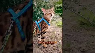 Rio&rsquo;s walking on the nature! Bengal cat on the wild!