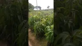 Alfanso mango plants .9008833707