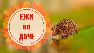 Ежи на даче 🌟 Чем полезны и опасны ежи? ➡ Мифы о ежах