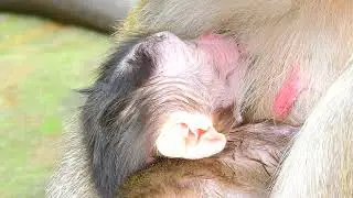 Special Day: Monkey Maria Welcomes Her New Baby