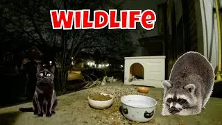 Live Wild Animal Cam For Monday! 🦝🦌🐦🐺🦊😻