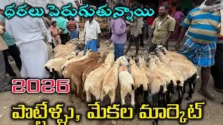 పొట్టేళ్ళు మేకల మార్కెట్ తిరుపతి #goat #sheep 