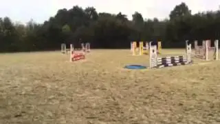 'T jungske x notaris x purioso x rigoletto 4 years old gelding