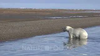 Polar Bear swim to shore and shakes off water
