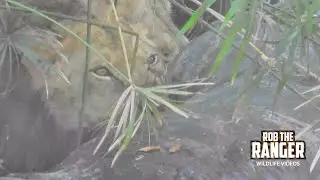 Young Lions TRY Eating A HIPPO!!! | Maasai Mara Safari | Zebra Plains