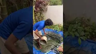 Alligator gar tank cleaning #shorts #fishes #fishingvideo  #fishing #volg #mallu