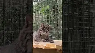 Cute Summer Bobcat! Tiny but Fierce!