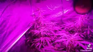 Auto Euforia.Dutch Passion. Led Tesla 180w.