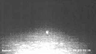Bushnell Trophy Cam Fox