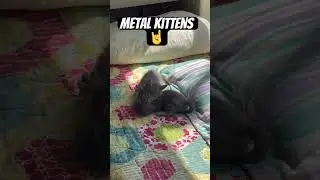 Kitty boys practice fighting #cat #kitten #funnycats #metalcat