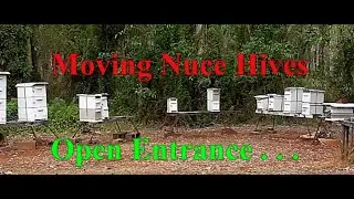 Moving Nuce Hives - Open Entrance  #JointheTEKYouTubeCommunity #ALLAussieContent