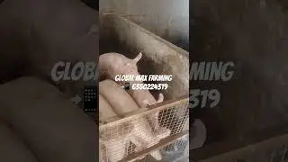 Global Max Pig Farming Hampshire 2 March 2025