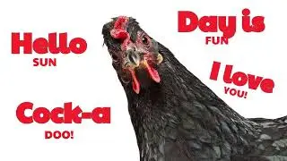 ✨ Good Morning Rooster 2 🌞 A Fun Start to the Day 🌞 Super Simple Song | TACA TAVA ✨