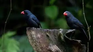 Esse piado de femea levanta qualquer bico de pimenta