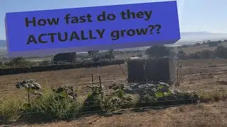 Paulownia Elongata Year 1  |  Late Summer Update