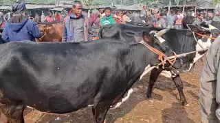 আজ ১০/১/২৬ | বান্দরবনের খামারী কত টাকা মন দরে মাংসের গরু কিনছেন | আমবাড়ী হাট 