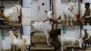 Moin Bhai Ka Sandal Goat Farm | Best Goat Terrace Setup Of Udaipur | Best Goats Breeding Setup.