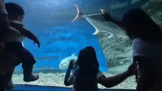 Glimpse of the Wonders of the Sea