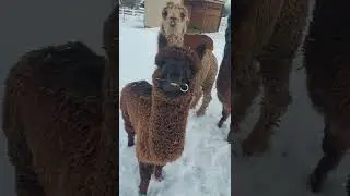 Postfalls,Id Alpacas cold winter