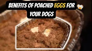 Feeding Puppies Poached Eggs
