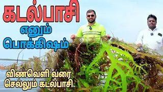 பல இலச்சம் வருமானம் ||கடல்பாசி விவசாயம் || Seaweed Cultivation ||seaweed cultivation in tamil nadu