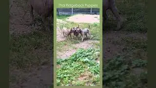 Thai Ridgeback ❤️ Тайский риджбек #ridgeback #thai_ridgeback #thairidgeback #thairidgebackdog #trd