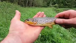 Fly Fishing stream for small brown trout ep:#1