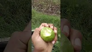 pink guava is healthy for human being#fruit #fruitcutting #pinkguava
