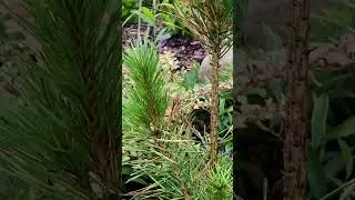 Pinus sylvestris Rus Tower 💚🌲💚 оригинатор сорта А.Русинов 🧚&zwj;♀️💚 #хвоя #сад #хвойные #сосны