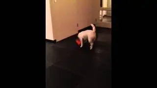 Pepper en Knorretje
