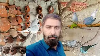 Birds Aviary Main Diamond Dove Ny Nesting Start Kar Di🥰